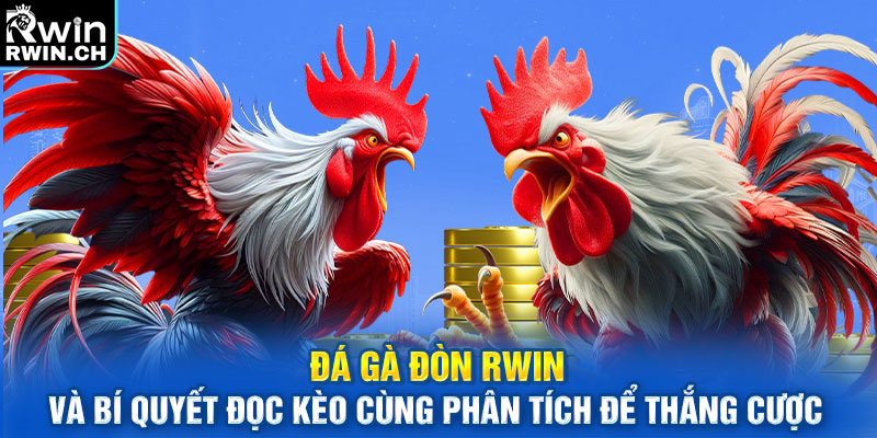 Đá gà đòn và bí quyết đọc kèo cùng phân tích để thắng cược